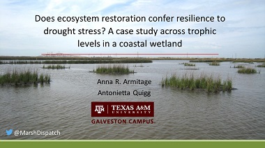Does ecosystem restoration confer resilience to drought stress? A case study across trophic levels in a coastal wetland
