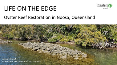 Life on the edge – oyster reef restoration in Noosa, Australia.