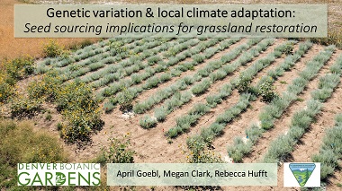Using common garden experiments to measure genetic variation and local adaptation to climate: Seed sourcing implications for grassland restoration