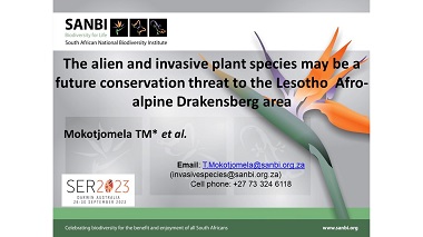 The alien and invasive plant species may be a future conservation threat to the Lesotho  Afro-alpine Drakensberg area